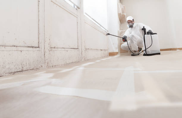 24/7 Emergency Black Mold Remediation experts in Lexington, MN