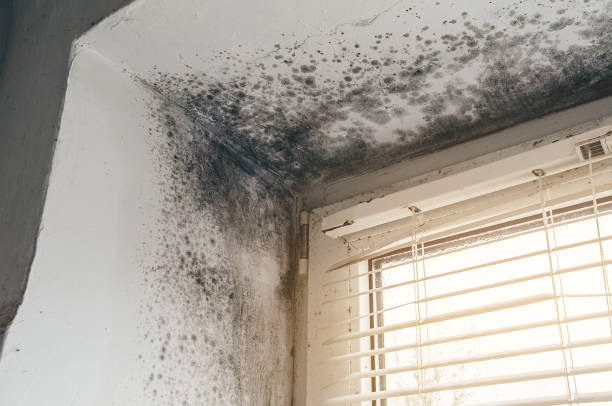 Affordable Black Mold Remediation solutions in Lexington, MN